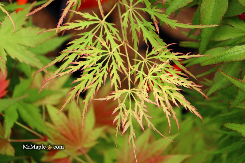 - FOR PICKUP ONLY | Acer palmatum 'Waterfall' Japanese Maple | DOES NOT SHIP - Mr Maple │ Buy Japanese Maple Trees