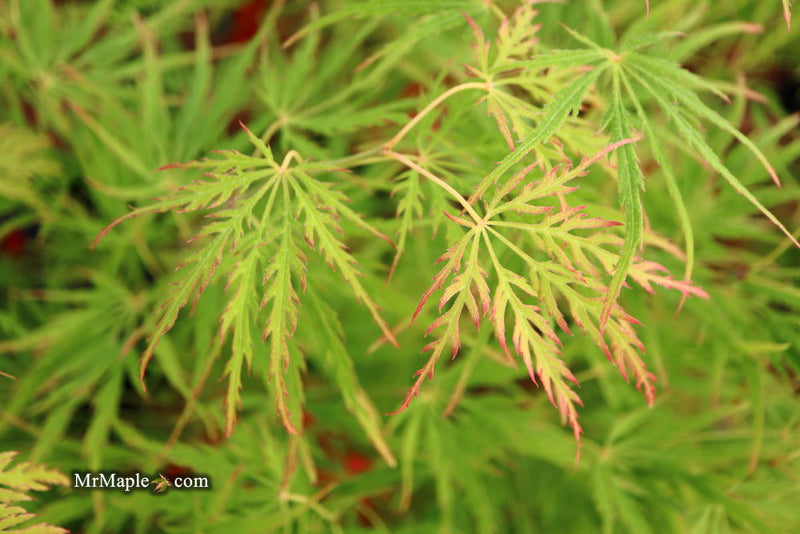 - FOR PICKUP ONLY | Acer palmatum 'Waterfall' Japanese Maple | DOES NOT SHIP - Mr Maple │ Buy Japanese Maple Trees