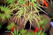- FOR PICKUP ONLY | Acer palmatum 'Waterfall' Japanese Maple | DOES NOT SHIP - Mr Maple │ Buy Japanese Maple Trees