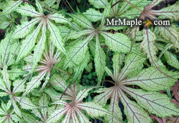 - FOR PICKUP ONLY | Acer palmatum 'Will's Devine' Japanese Maple | DOES NOT SHIP - Mr Maple │ Buy Japanese Maple Trees