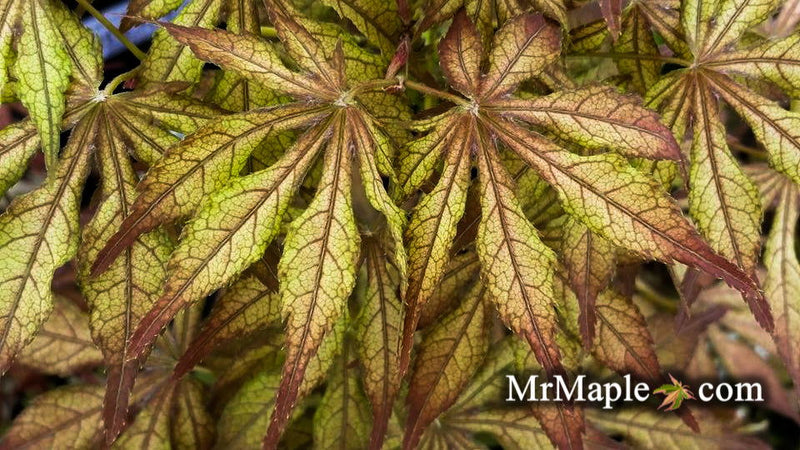 Maple Devine Buy Acer palmatum 'Will's Devine' Japanese Maple — Mr Maple │ Buy ...