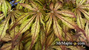 - FOR PICKUP ONLY | Acer palmatum 'Will's Devine' Japanese Maple | DOES NOT SHIP - Mr Maple │ Buy Japanese Maple Trees
