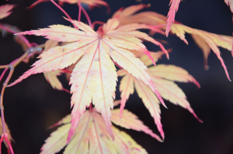 Maple Devine Buy Acer palmatum 'Will's Devine' Japanese Maple — Mr Maple │ Buy ...