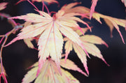 - FOR PICKUP ONLY | Acer palmatum 'Will's Devine' Japanese Maple | DOES NOT SHIP - Mr Maple │ Buy Japanese Maple Trees