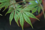 - FOR PICKUP ONLY | Acer palmatum 'Will's Devine' Japanese Maple | DOES NOT SHIP - Mr Maple │ Buy Japanese Maple Trees