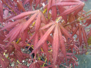 - FOR PICKUP ONLY | Acer palmatum 'Will's Devine' Japanese Maple | DOES NOT SHIP - Mr Maple │ Buy Japanese Maple Trees