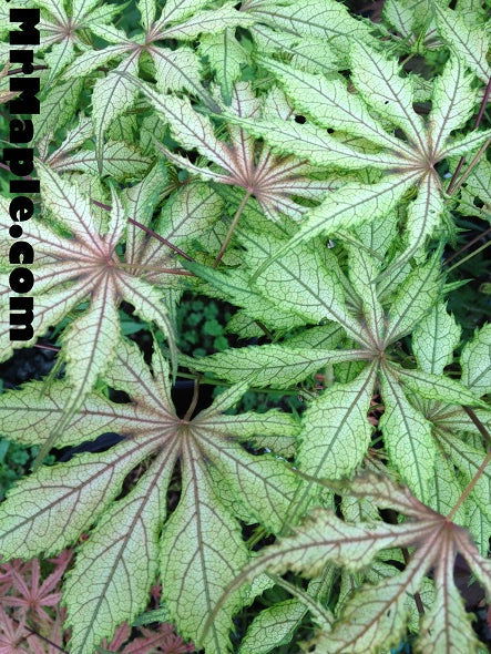 - FOR PICKUP ONLY | Acer palmatum 'Will's Devine' Japanese Maple | DOES NOT SHIP - Mr Maple │ Buy Japanese Maple Trees