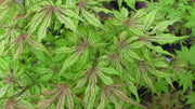 - FOR PICKUP ONLY | Acer palmatum 'Will's Devine' Japanese Maple | DOES NOT SHIP - Mr Maple │ Buy Japanese Maple Trees