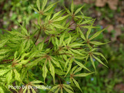- FOR PICKUP ONLY | Acer palmatum 'Will's Devine' Japanese Maple | DOES NOT SHIP - Mr Maple │ Buy Japanese Maple Trees