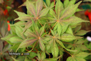 - FOR PICKUP ONLY | Acer palmatum 'Will's Devine' Japanese Maple | DOES NOT SHIP - Mr Maple │ Buy Japanese Maple Trees