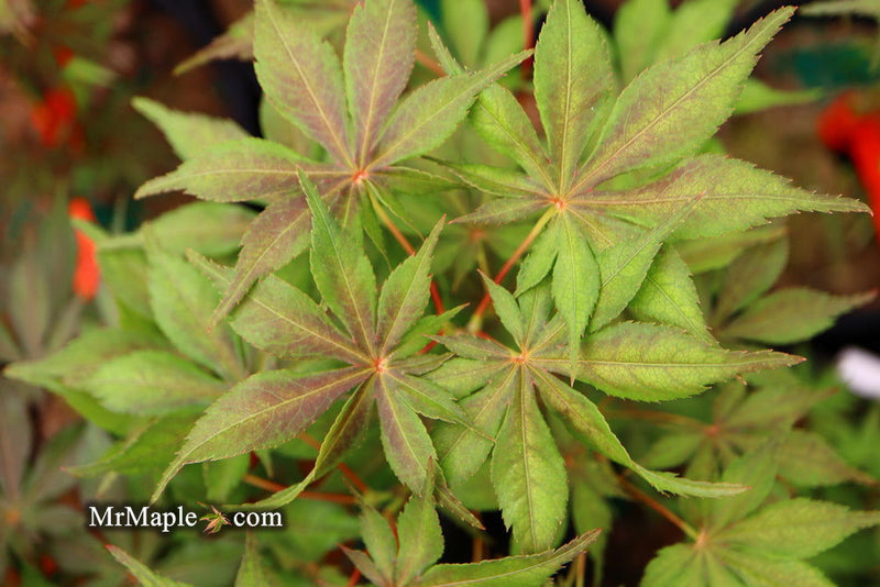 - FOR PICKUP ONLY | Acer palmatum 'Will's Devine' Japanese Maple | DOES NOT SHIP - Mr Maple │ Buy Japanese Maple Trees