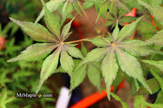 - FOR PICKUP ONLY | Acer palmatum 'Will's Devine' Japanese Maple | DOES NOT SHIP - Mr Maple │ Buy Japanese Maple Trees