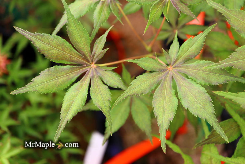 - FOR PICKUP ONLY | Acer palmatum 'Will's Devine' Japanese Maple | DOES NOT SHIP - Mr Maple │ Buy Japanese Maple Trees