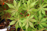 - FOR PICKUP ONLY | Acer palmatum 'Will's Devine' Japanese Maple | DOES NOT SHIP - Mr Maple │ Buy Japanese Maple Trees