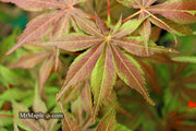 - FOR PICKUP ONLY | Acer palmatum 'Will's Devine' Japanese Maple | DOES NOT SHIP - Mr Maple │ Buy Japanese Maple Trees