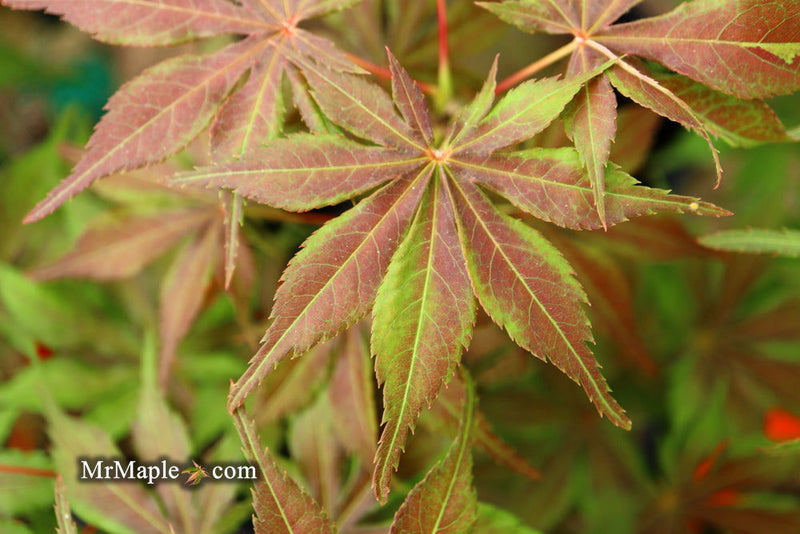 - FOR PICKUP ONLY | Acer palmatum 'Will's Devine' Japanese Maple | DOES NOT SHIP - Mr Maple │ Buy Japanese Maple Trees