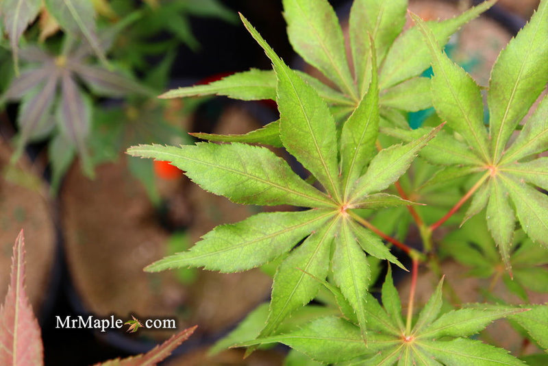 - FOR PICKUP ONLY | Acer palmatum 'Will's Devine' Japanese Maple | DOES NOT SHIP - Mr Maple │ Buy Japanese Maple Trees