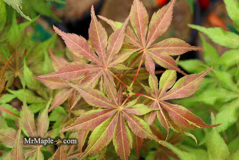 - FOR PICKUP ONLY | Acer palmatum 'Will's Devine' Japanese Maple | DOES NOT SHIP - Mr Maple │ Buy Japanese Maple Trees