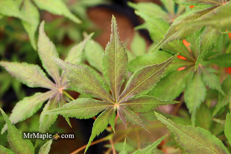 - FOR PICKUP ONLY | Acer palmatum 'Will's Devine' Japanese Maple | DOES NOT SHIP - Mr Maple │ Buy Japanese Maple Trees