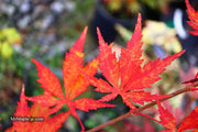 - FOR PICKUP ONLY | Acer palmatum 'Will's Devine' Japanese Maple | DOES NOT SHIP - Mr Maple │ Buy Japanese Maple Trees