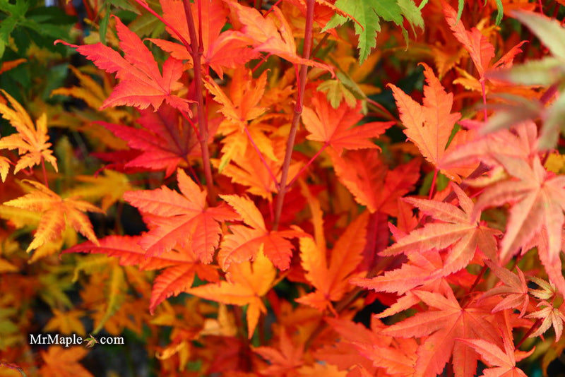 - FOR PICKUP ONLY | Acer palmatum 'Yama nishiki' Snow Peak Japanese Maple | DOES NOT SHIP - Mr Maple │ Buy Japanese Maple Trees