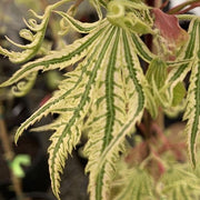 - FOR PICKUP ONLY | Acer palmatum 'Yama nishiki' Snow Peak Japanese Maple | DOES NOT SHIP - Mr Maple │ Buy Japanese Maple Trees