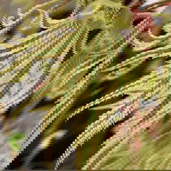 - FOR PICKUP ONLY | Acer palmatum 'Yama nishiki' Snow Peak Japanese Maple | DOES NOT SHIP - Mr Maple │ Buy Japanese Maple Trees