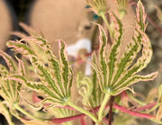 - FOR PICKUP ONLY | Acer palmatum 'Yama nishiki' Snow Peak Japanese Maple | DOES NOT SHIP - Mr Maple │ Buy Japanese Maple Trees