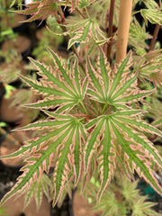 - FOR PICKUP ONLY | Acer palmatum 'Yama nishiki' Snow Peak Japanese Maple | DOES NOT SHIP - Mr Maple │ Buy Japanese Maple Trees