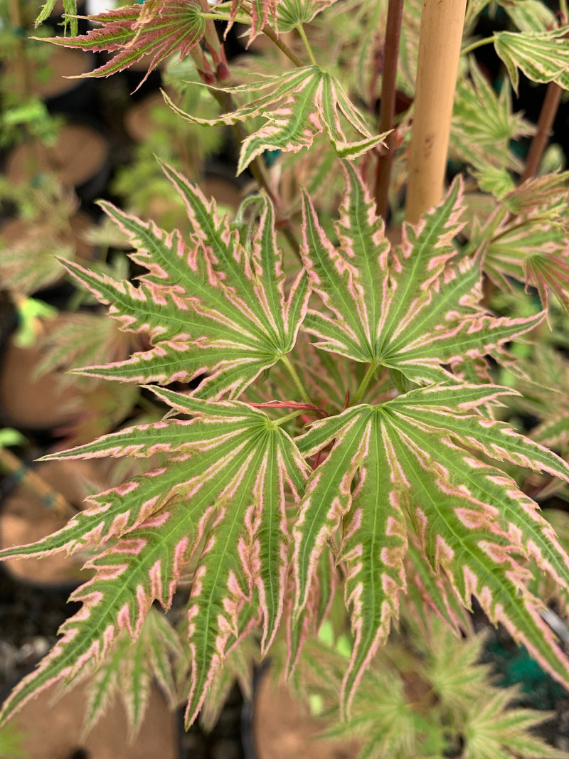 - FOR PICKUP ONLY | Acer palmatum 'Yama nishiki' Snow Peak Japanese Maple | DOES NOT SHIP - Mr Maple │ Buy Japanese Maple Trees