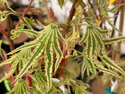 - FOR PICKUP ONLY | Acer palmatum 'Yama nishiki' Snow Peak Japanese Maple | DOES NOT SHIP - Mr Maple │ Buy Japanese Maple Trees