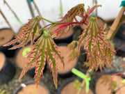 - FOR PICKUP ONLY | Acer palmatum 'Yama nishiki' Snow Peak Japanese Maple | DOES NOT SHIP - Mr Maple │ Buy Japanese Maple Trees