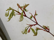 - FOR PICKUP ONLY | Acer palmatum 'Yama nishiki' Snow Peak Japanese Maple | DOES NOT SHIP - Mr Maple │ Buy Japanese Maple Trees