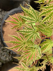 - FOR PICKUP ONLY | Acer palmatum 'Yama nishiki' Snow Peak Japanese Maple | DOES NOT SHIP - Mr Maple │ Buy Japanese Maple Trees