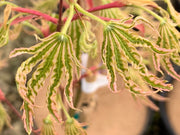 - FOR PICKUP ONLY | Acer palmatum 'Yama nishiki' Snow Peak Japanese Maple | DOES NOT SHIP - Mr Maple │ Buy Japanese Maple Trees