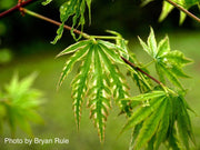 - FOR PICKUP ONLY | Acer palmatum 'Yama nishiki' Snow Peak Japanese Maple | DOES NOT SHIP - Mr Maple │ Buy Japanese Maple Trees