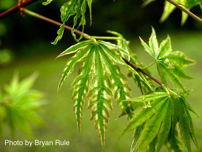 - FOR PICKUP ONLY | Acer palmatum 'Yama nishiki' Snow Peak Japanese Maple | DOES NOT SHIP - Mr Maple │ Buy Japanese Maple Trees