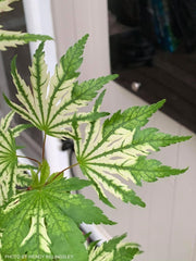 - FOR PICKUP ONLY | Acer palmatum 'Yama nishiki' Snow Peak Japanese Maple | DOES NOT SHIP - Mr Maple │ Buy Japanese Maple Trees