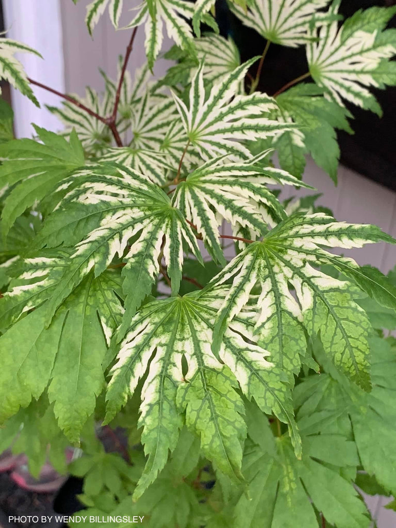 - FOR PICKUP ONLY | Acer palmatum 'Yama nishiki' Snow Peak Japanese Maple | DOES NOT SHIP - Mr Maple │ Buy Japanese Maple Trees