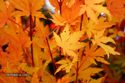 - FOR PICKUP ONLY | Acer palmatum 'Yama nishiki' Snow Peak Japanese Maple | DOES NOT SHIP - Mr Maple │ Buy Japanese Maple Trees