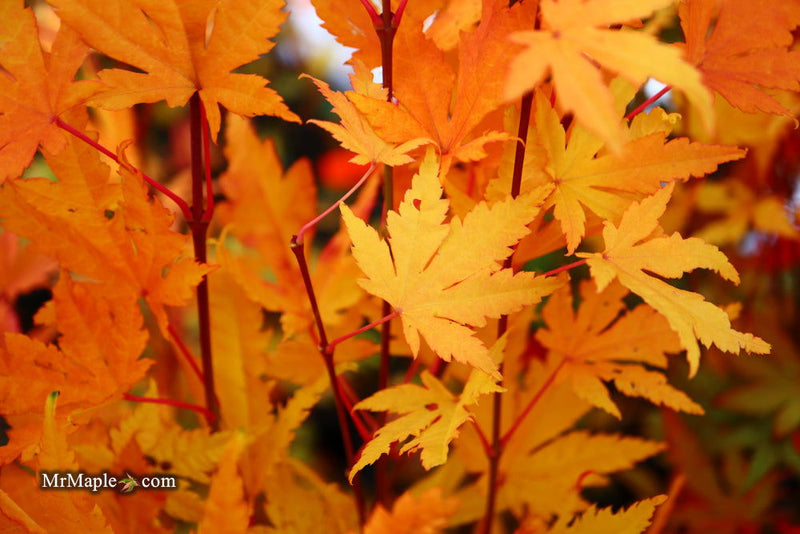 - FOR PICKUP ONLY | Acer palmatum 'Yama nishiki' Snow Peak Japanese Maple | DOES NOT SHIP - Mr Maple │ Buy Japanese Maple Trees