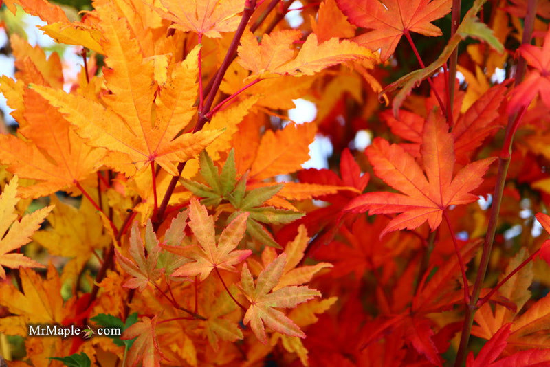- FOR PICKUP ONLY | Acer palmatum 'Yama nishiki' Snow Peak Japanese Maple | DOES NOT SHIP - Mr Maple │ Buy Japanese Maple Trees