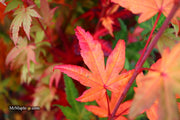 - FOR PICKUP ONLY | Acer palmatum 'Yama nishiki' Snow Peak Japanese Maple | DOES NOT SHIP - Mr Maple │ Buy Japanese Maple Trees