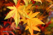 - FOR PICKUP ONLY | Acer palmatum 'Yama nishiki' Snow Peak Japanese Maple | DOES NOT SHIP - Mr Maple │ Buy Japanese Maple Trees