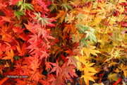 - FOR PICKUP ONLY | Acer palmatum 'Yama nishiki' Snow Peak Japanese Maple | DOES NOT SHIP - Mr Maple │ Buy Japanese Maple Trees