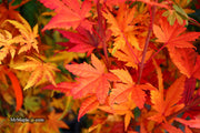 - FOR PICKUP ONLY | Acer palmatum 'Yama nishiki' Snow Peak Japanese Maple | DOES NOT SHIP - Mr Maple │ Buy Japanese Maple Trees
