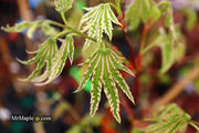 - FOR PICKUP ONLY | Acer palmatum 'Yama nishiki' Snow Peak Japanese Maple | DOES NOT SHIP - Mr Maple │ Buy Japanese Maple Trees