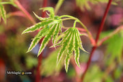 - FOR PICKUP ONLY | Acer palmatum 'Yama nishiki' Snow Peak Japanese Maple | DOES NOT SHIP - Mr Maple │ Buy Japanese Maple Trees