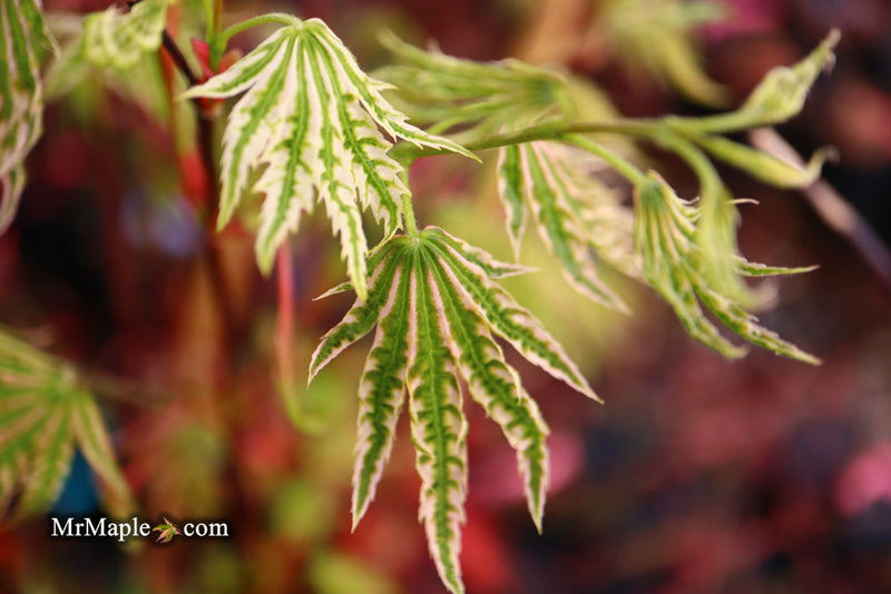 - FOR PICKUP ONLY | Acer palmatum 'Yama nishiki' Snow Peak Japanese Maple | DOES NOT SHIP - Mr Maple │ Buy Japanese Maple Trees