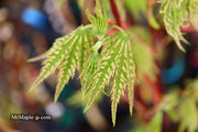 - FOR PICKUP ONLY | Acer palmatum 'Yama nishiki' Snow Peak Japanese Maple | DOES NOT SHIP - Mr Maple │ Buy Japanese Maple Trees